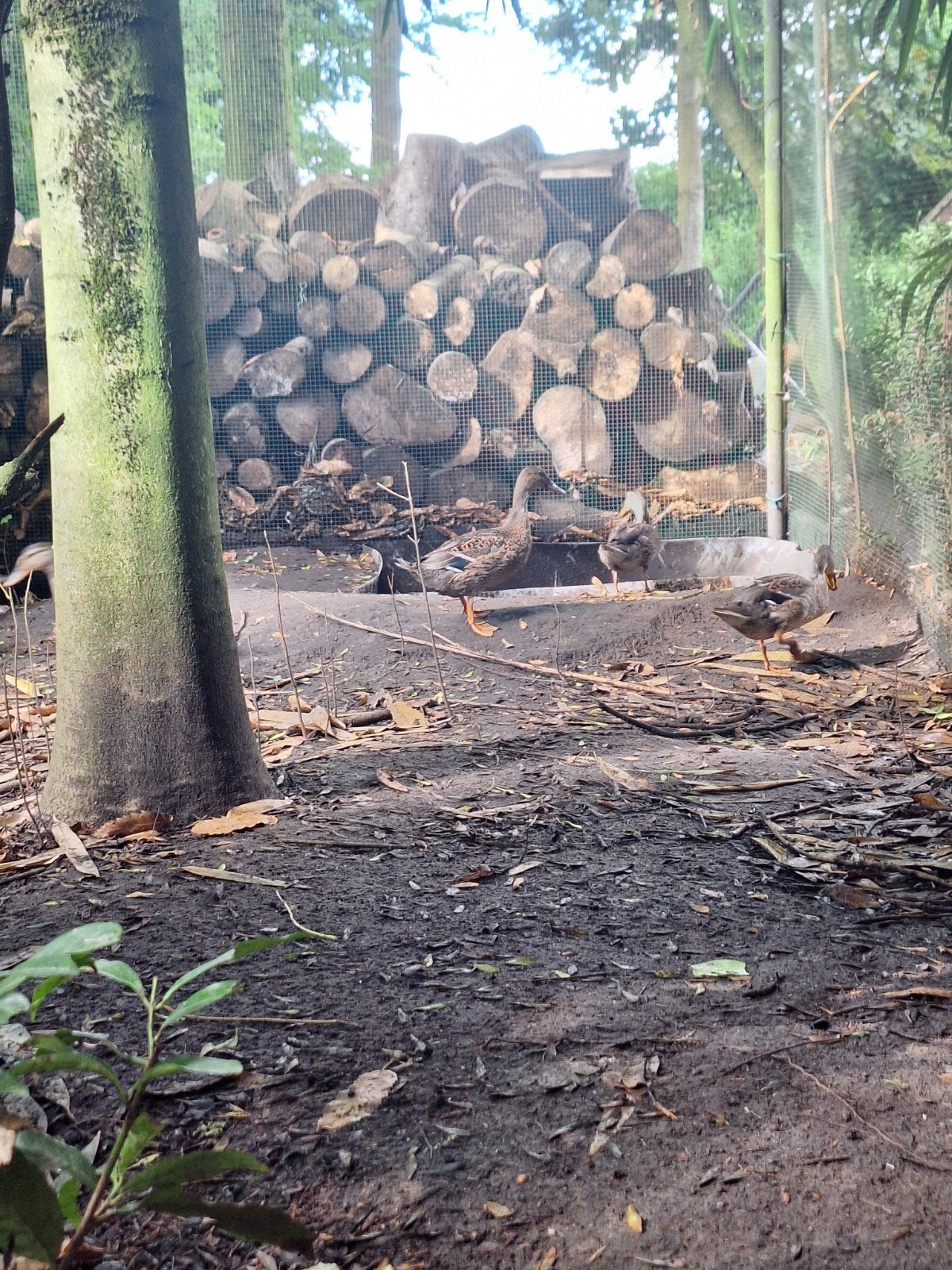 canards., Animaux & Accessoires, Canard