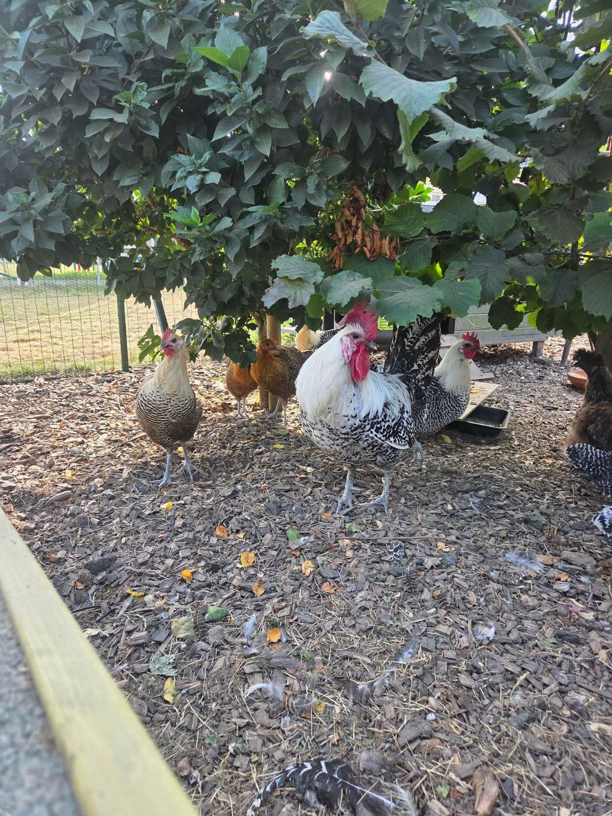 zilverbrakel kuikens, Dieren en Toebehoren, Pluimvee