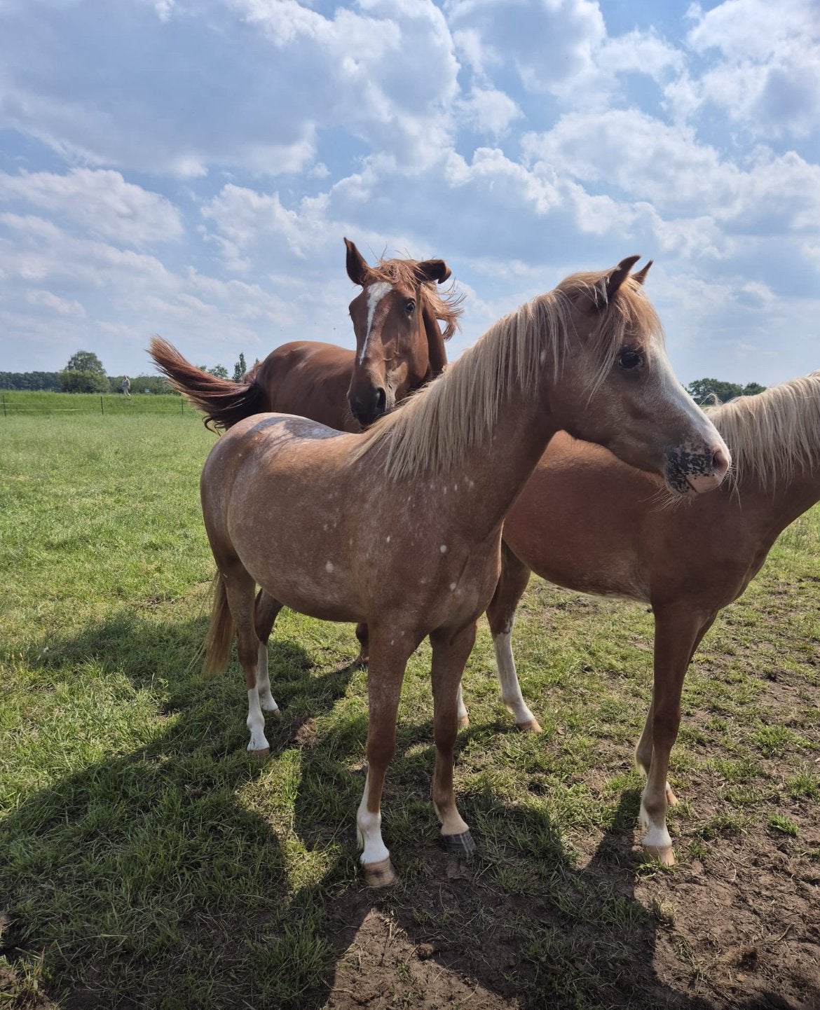 Super aparte 2 jarige NRPS merrie, Merrie, Met stamboom, 0 tot 2 jaar, C pony (1.27m tot 1.37m)