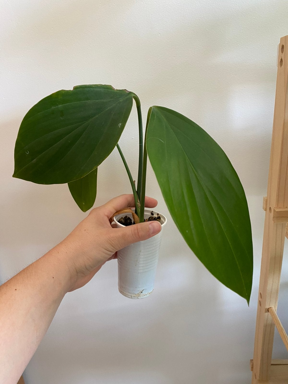 Philodendron dragon tail, Ophalen of Verzenden