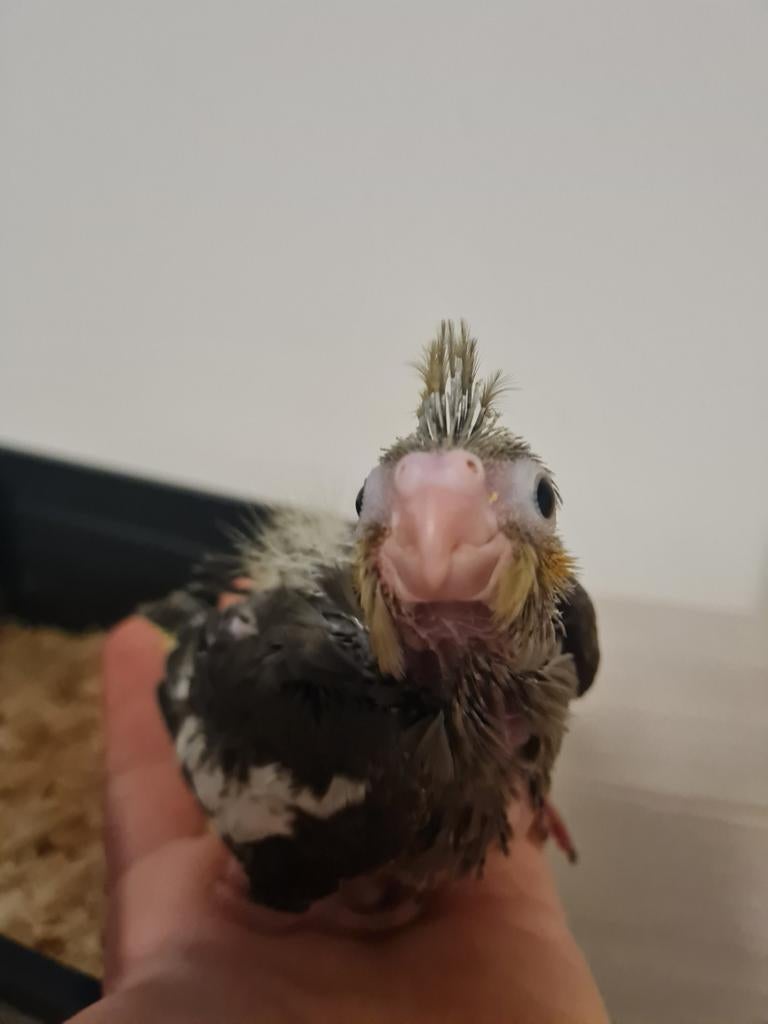 Super tam baby valkparkiet, Dieren en Toebehoren, Geslacht onbekend, Parkiet, Tam