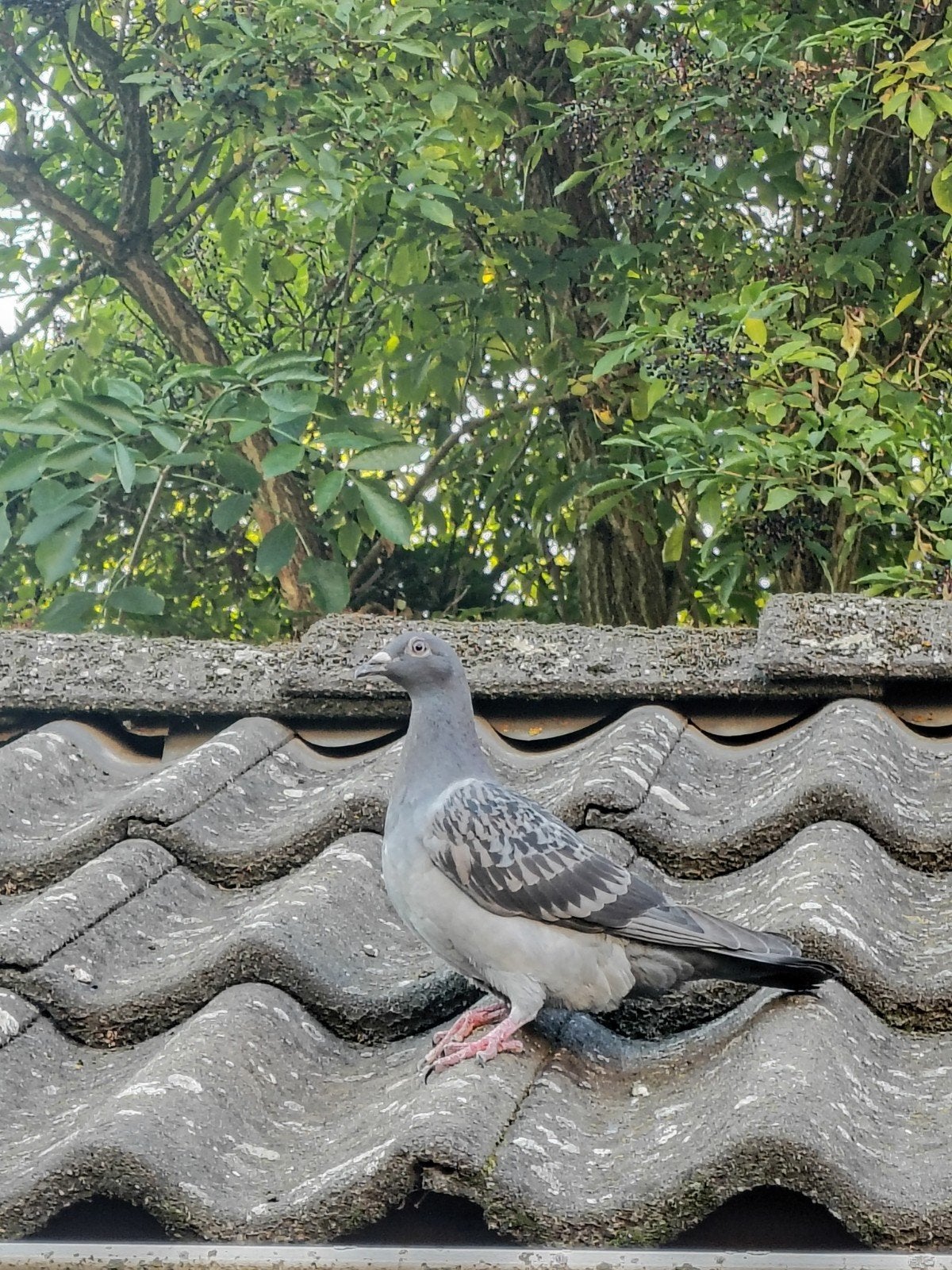 Duiven, Dieren en Toebehoren, Pluimvee