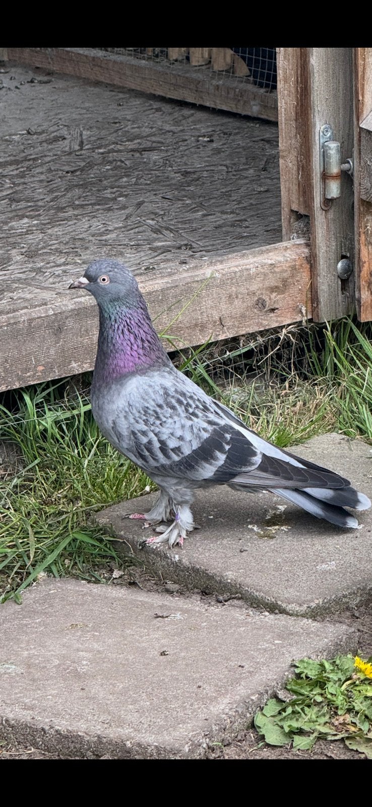 Takla duiven, Dieren en Toebehoren