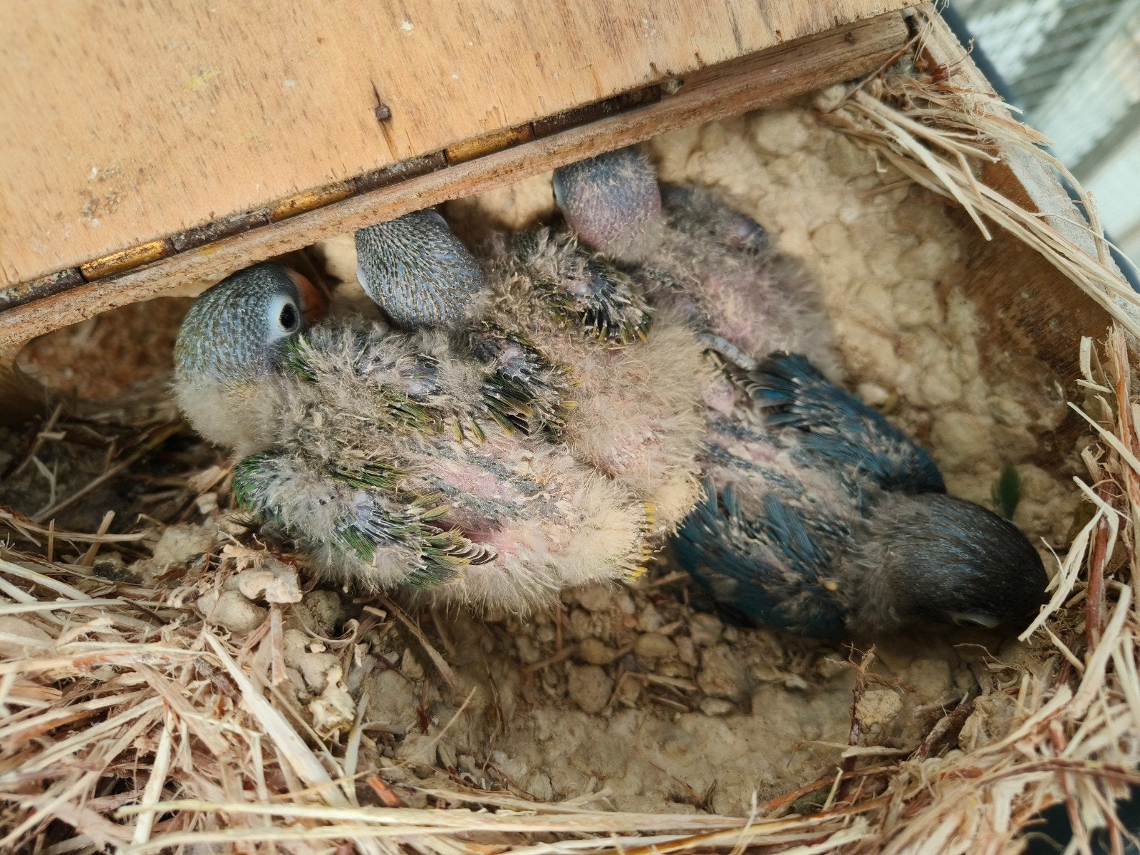 agapornis personata