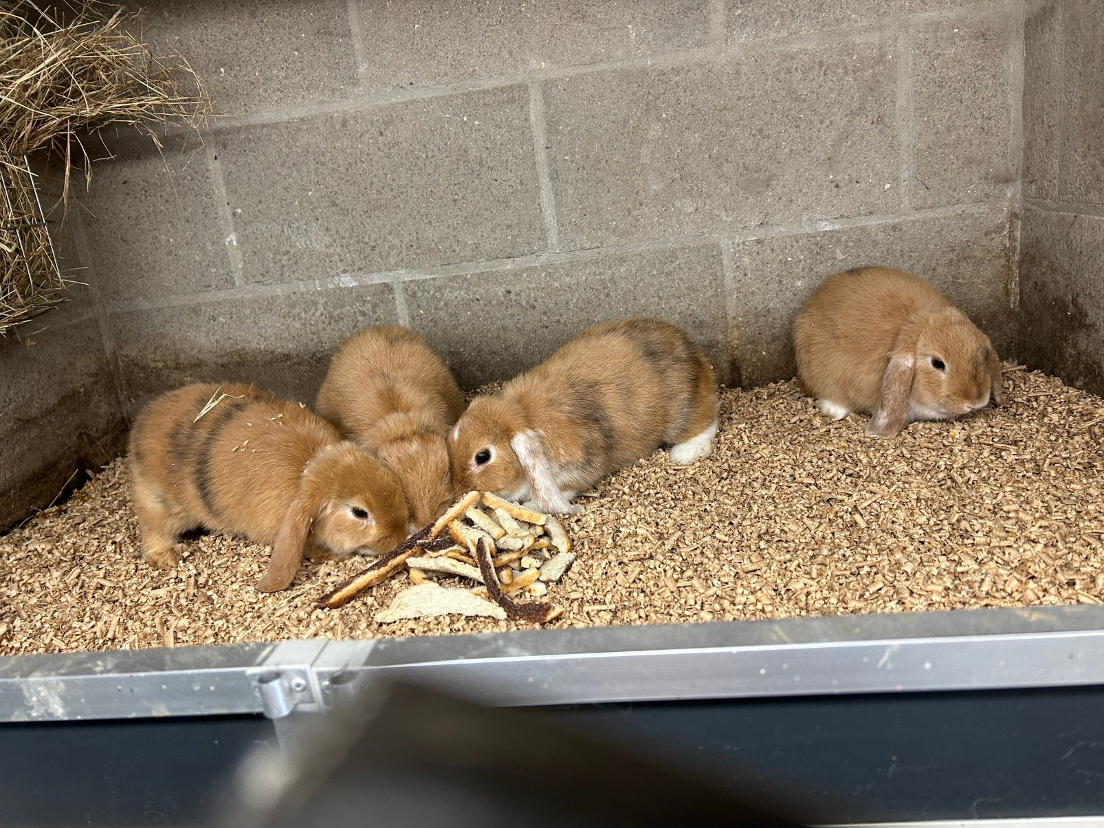 Nederlandse hangoor, Dieren en Toebehoren, Meerdere dieren, Dwerg, Hangoor, 0 tot 2 jaar