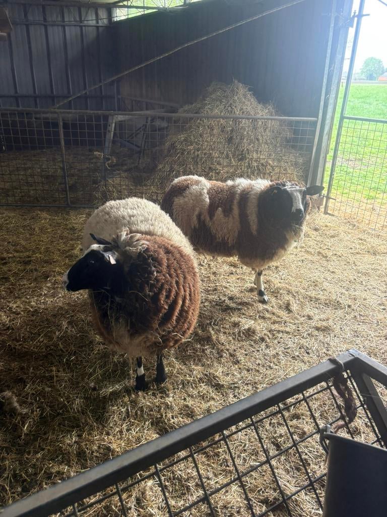 Baggerbonte ooien