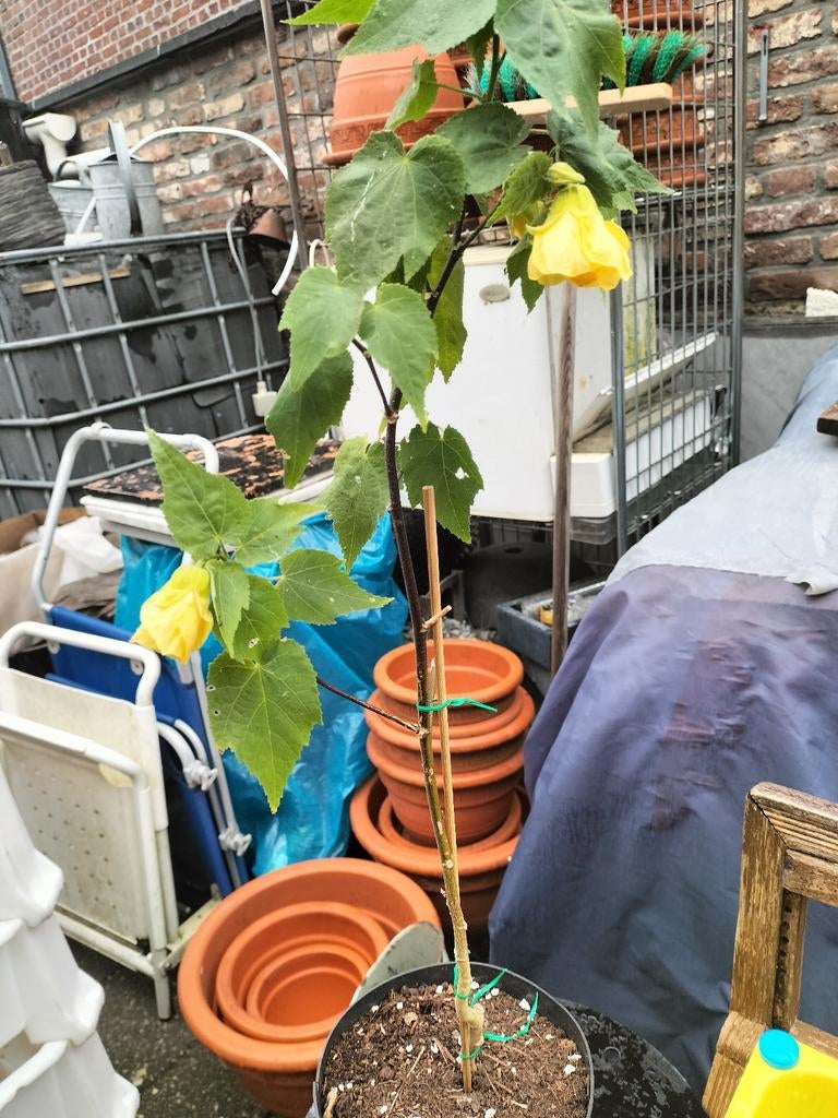 Gele ambutalon moederdag cado, Tuin en Terras, Ophalen, Zomer, Volle zon