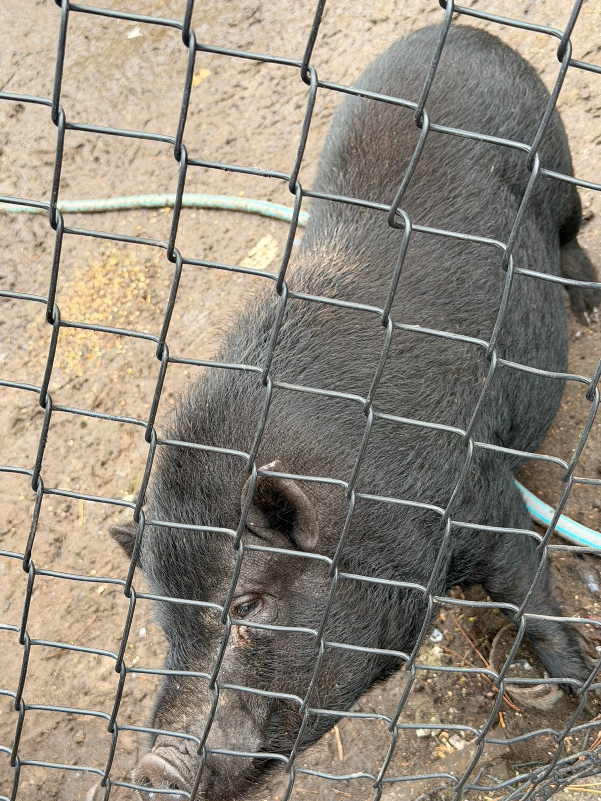 mini gottinger, Dieren en Toebehoren, Mannelijk, Varken, 0 tot 2 jaar