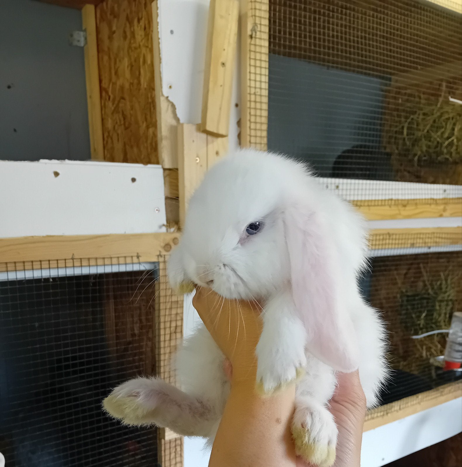 Franse hangoor voedster, Dieren en Toebehoren, Konijnen, Vrouwelijk, Groot, Hangoor, 0 tot 2 jaar