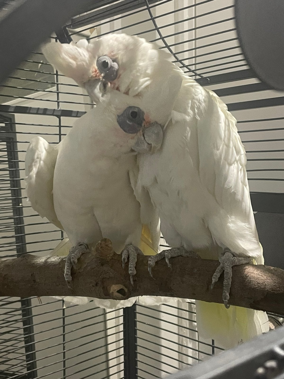 Naaktoog kaketoe’s kweekkoppel, Dieren en Toebehoren, Meerdere dieren, Papegaai, Pratend