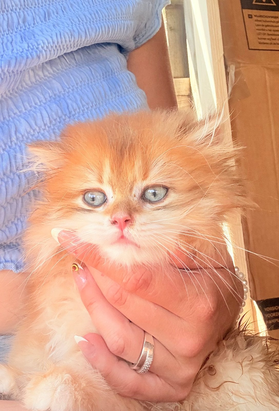 Brits langhaar kater golden, Chat, Avec pedigree, 0 à 2 ans