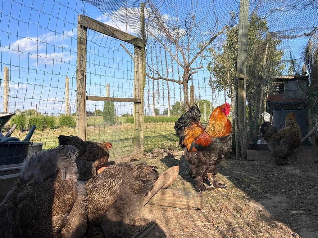 Œufs à éclore de perdrix dorée Brahma, Animaux & Accessoires, Volatiles, Sexe inconnu, Poule ou poulet