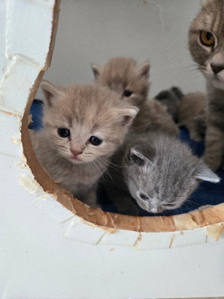 Brits korthaar, Dieren en Toebehoren, Meerdere dieren, Met stamboom, 0 tot 2 jaar