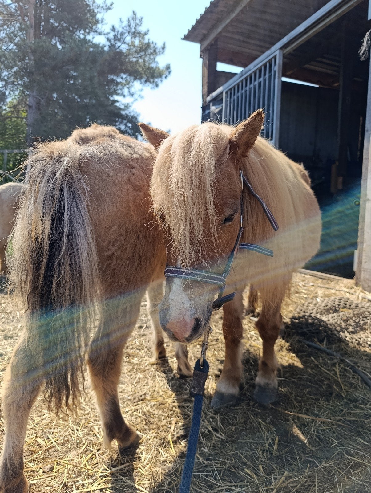 Shetland merrie met merrie veulen, Dieren en Toebehoren, Merrie, A pony (tot 1.17m), Met stamboom