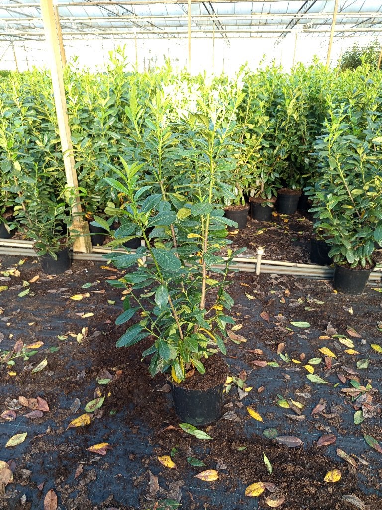 laurier in pot, Enlèvement, Laurier