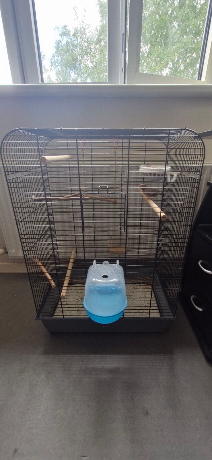 Grote vogelkooi + zebravink man + accessoires, Dieren en Toebehoren, Vogels | Hokken en Kooien, Ophalen, Vogelkooi