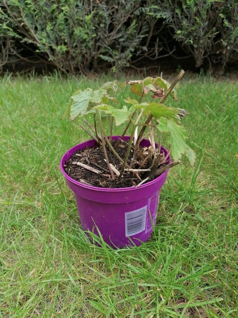 Anémone du Japon (Anemone hupehensis), Jardin & Terrasse, Plantes | Jardin, Plante fixe, Mi-ombre, Automne, Enlèvement