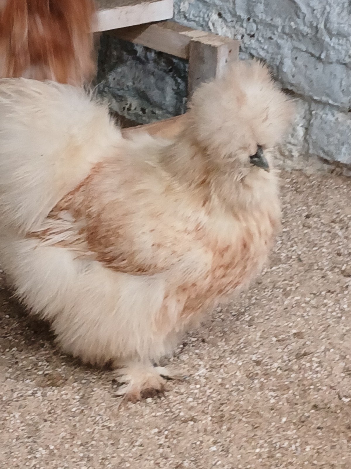 Zijdehoen hennen, Dieren en Toebehoren, Pluimvee