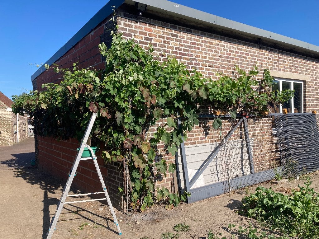 Wijndruiven 4 euro per kgr, Tuin en Terras, Planten | Fruitbomen, Ophalen
