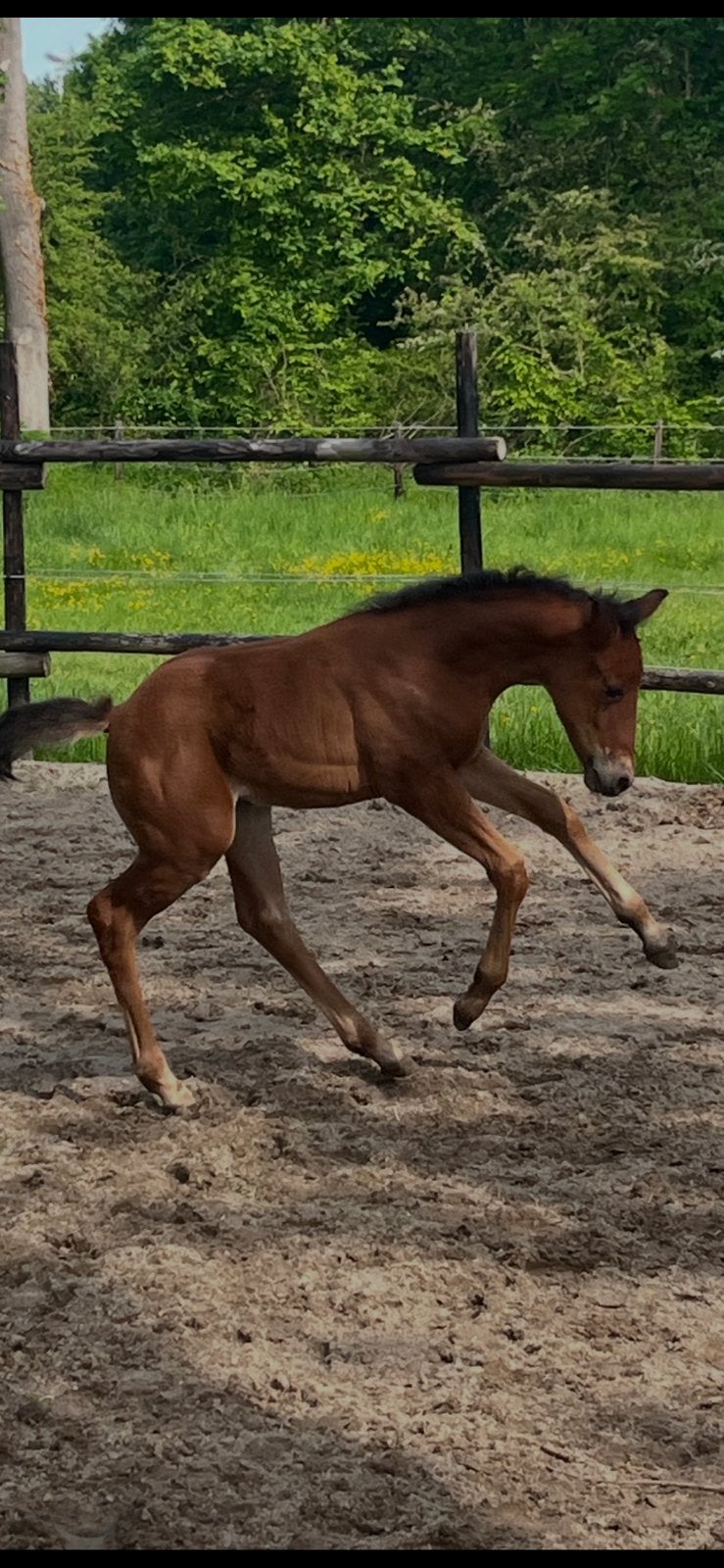 Sterk gebouwd merrieveulen met goede afstamming!, Animaux & Accessoires, Poneys, Avec pedigree, Poney D (1.37 m à 1.48m), 0 à 2 ans