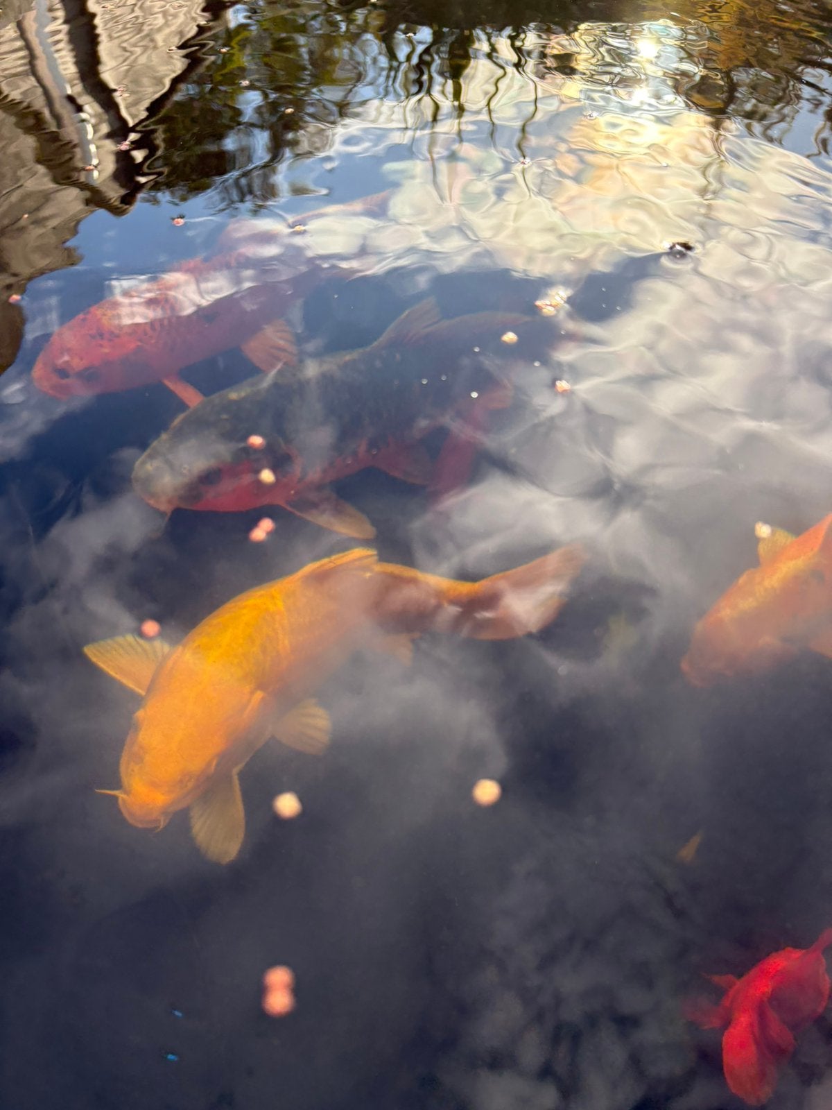 gezonde koi van meer of 30 cm, Karper of Koi