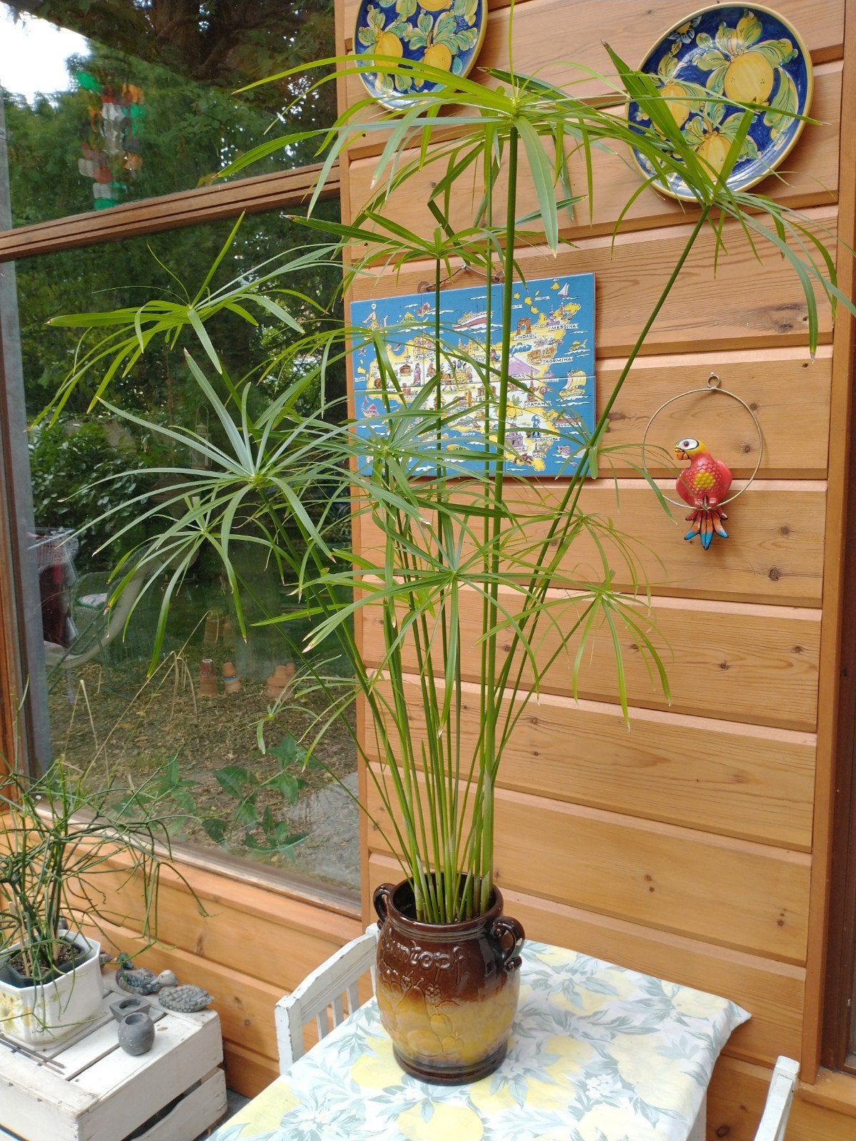 grote papyrusplant in mooie rumtopf pot, hoogte 135 cm, Enlèvement