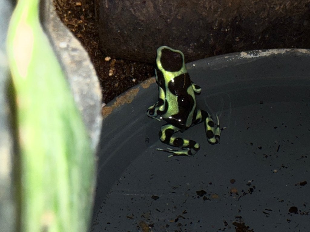 0.1 Dendrobates Auratus, Animaux & Accessoires, Amphibien, Avec terrarium, 0 à 2 ans