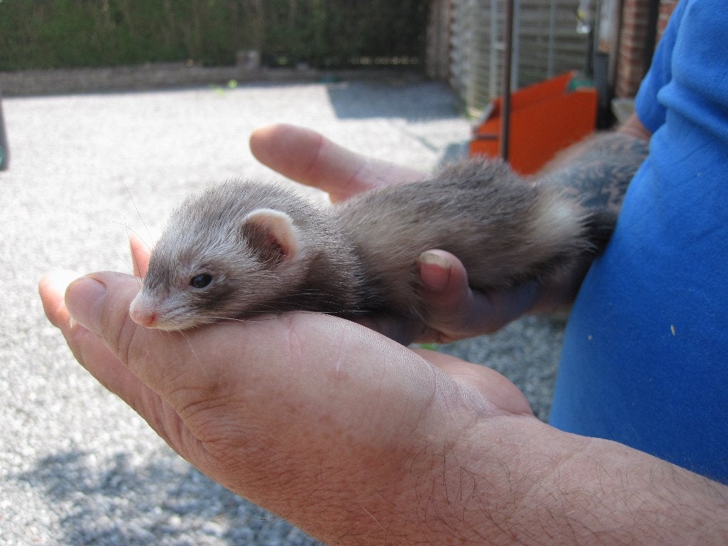 fretjes micro, Dieren en Toebehoren, Knaagdieren, Meerdere dieren, Fret, Mei, Tam