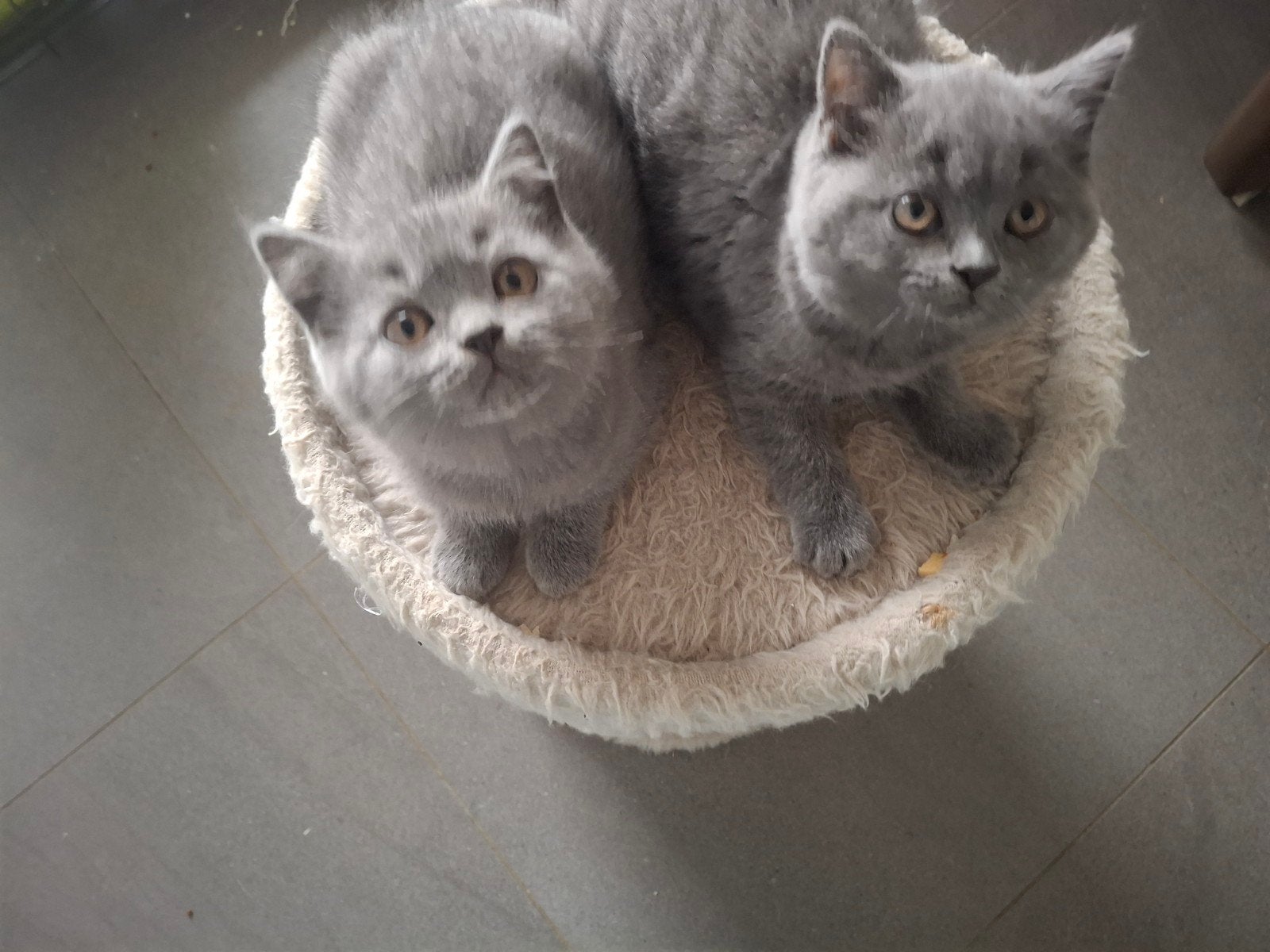 Brits korthaar kittens, Dieren en Toebehoren, Meerdere dieren, Gechipt, 0 tot 2 jaar