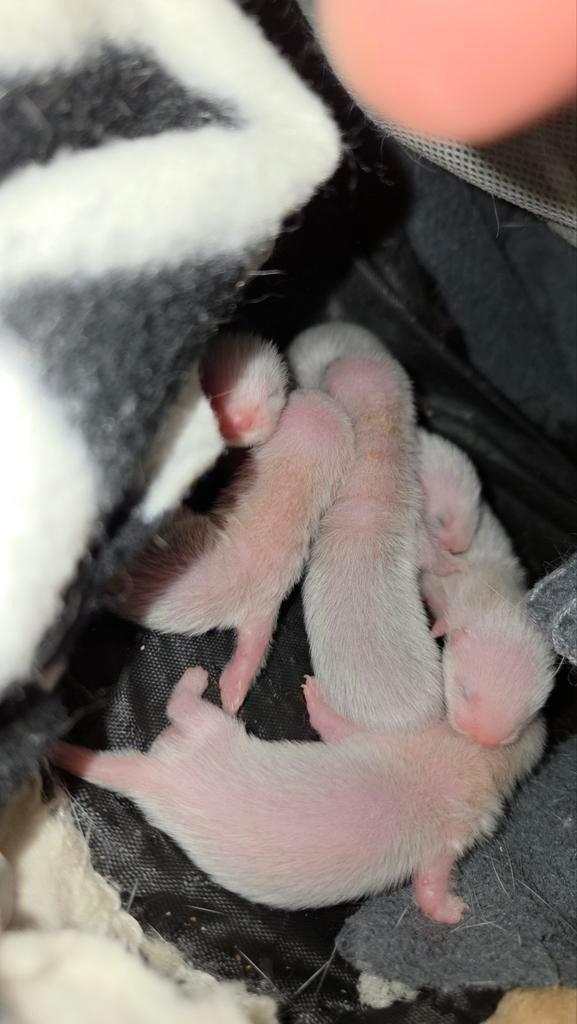 Schattige babyfretjes beschikbaar voor reservatie!, Dieren en Toebehoren, Fret, April, Meerdere dieren, Tam