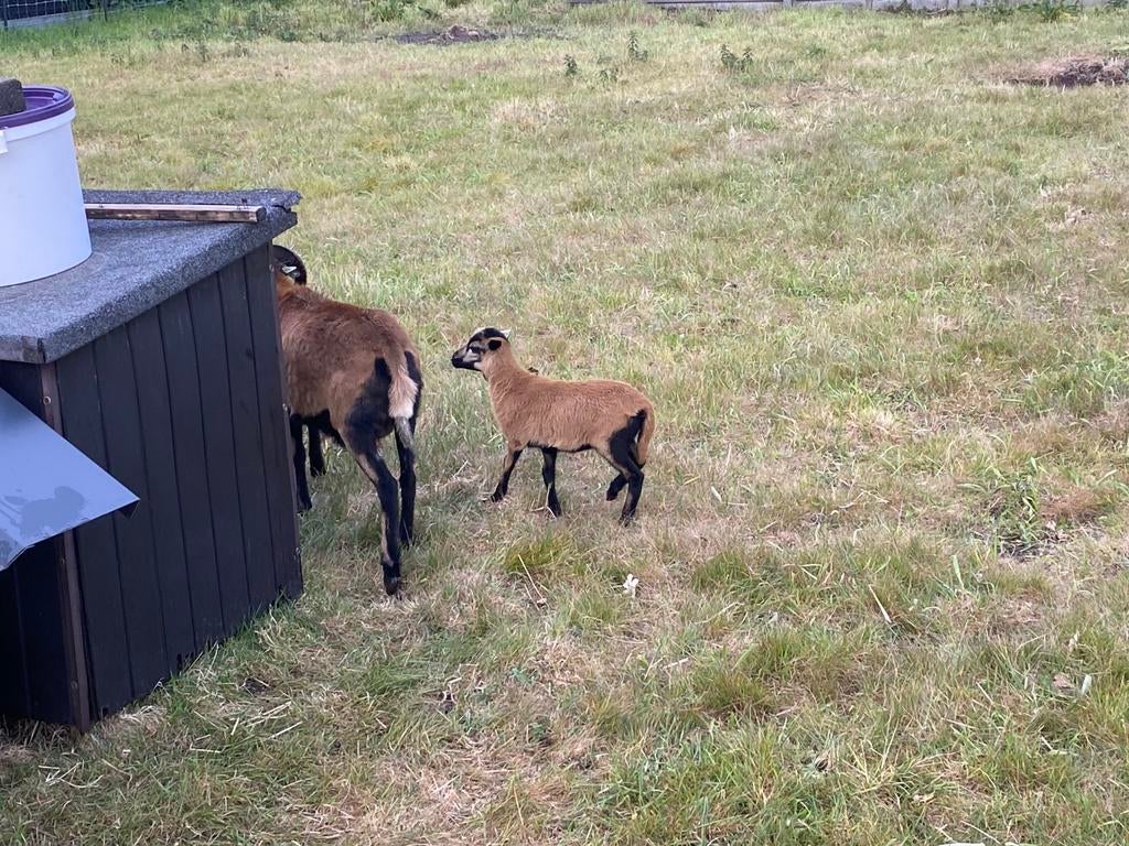 Kameroenschaap lam