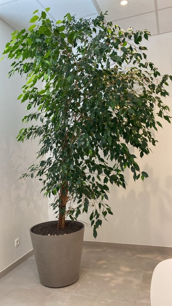 Ficus benjamina, Maison & Meubles, Plantes d'intérieur, Ficus, En pot, Enlèvement, 200 cm ou plus