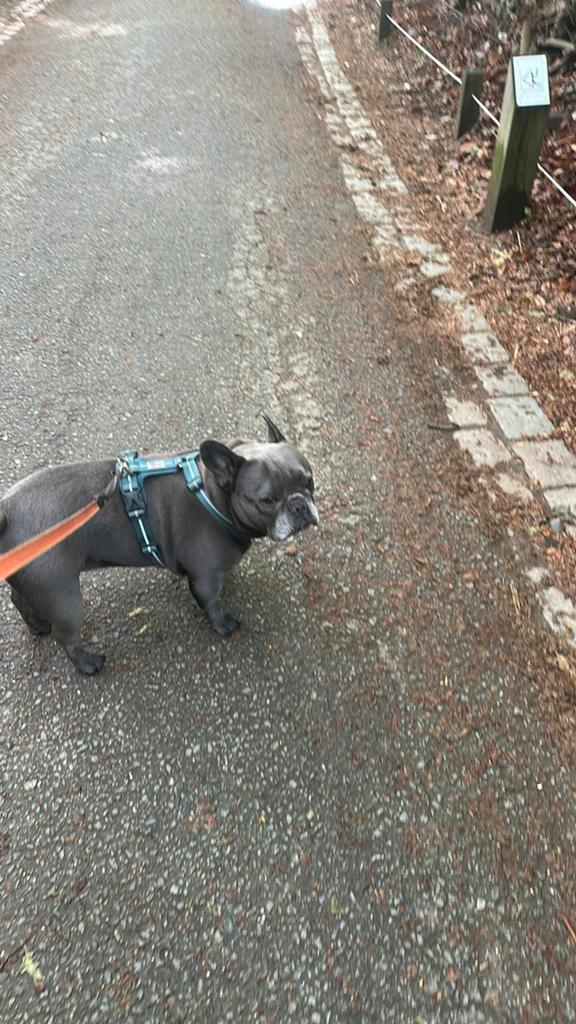 Josee, Dieren en Toebehoren, Vogels | Toebehoren, Ophalen