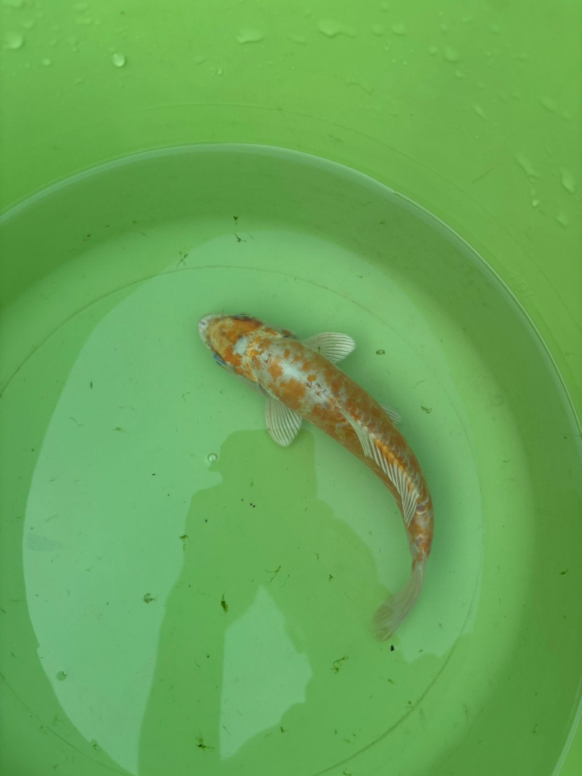 Koi 20 cm doitsu