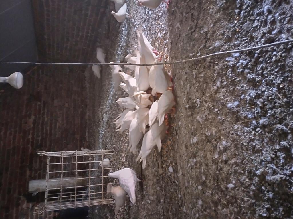 Pigeons de mariage