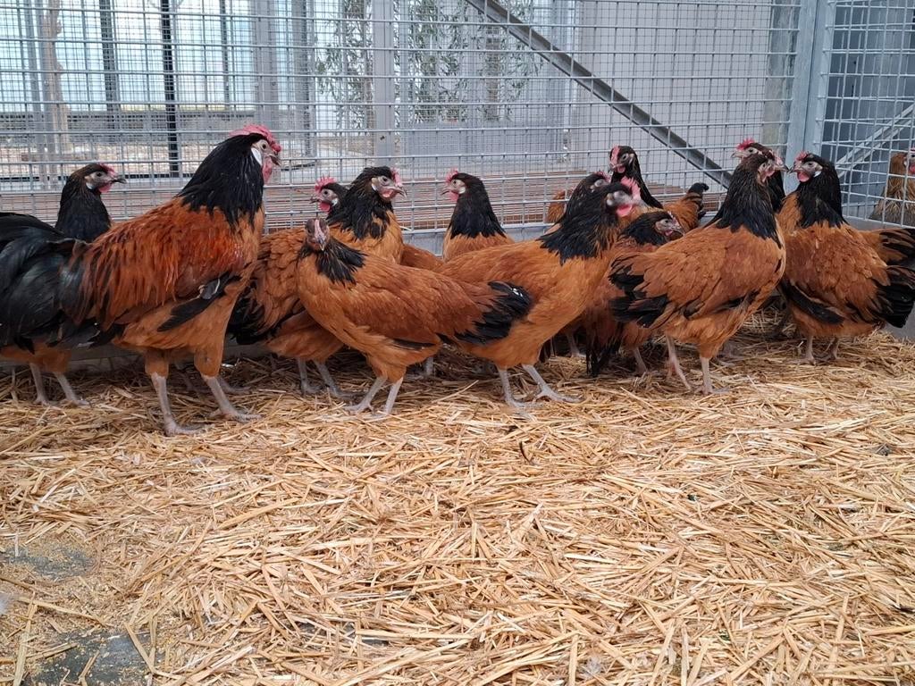 Vorwerk Kippen en hanen , ruime keuze, Meerdere dieren, Kip