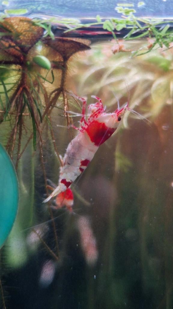 Caridina Crystal Reds PRL, Dieren en Toebehoren, Vissen | Aquariumvissen, Kreeft, Krab of Garnaal, Zoetwatervis