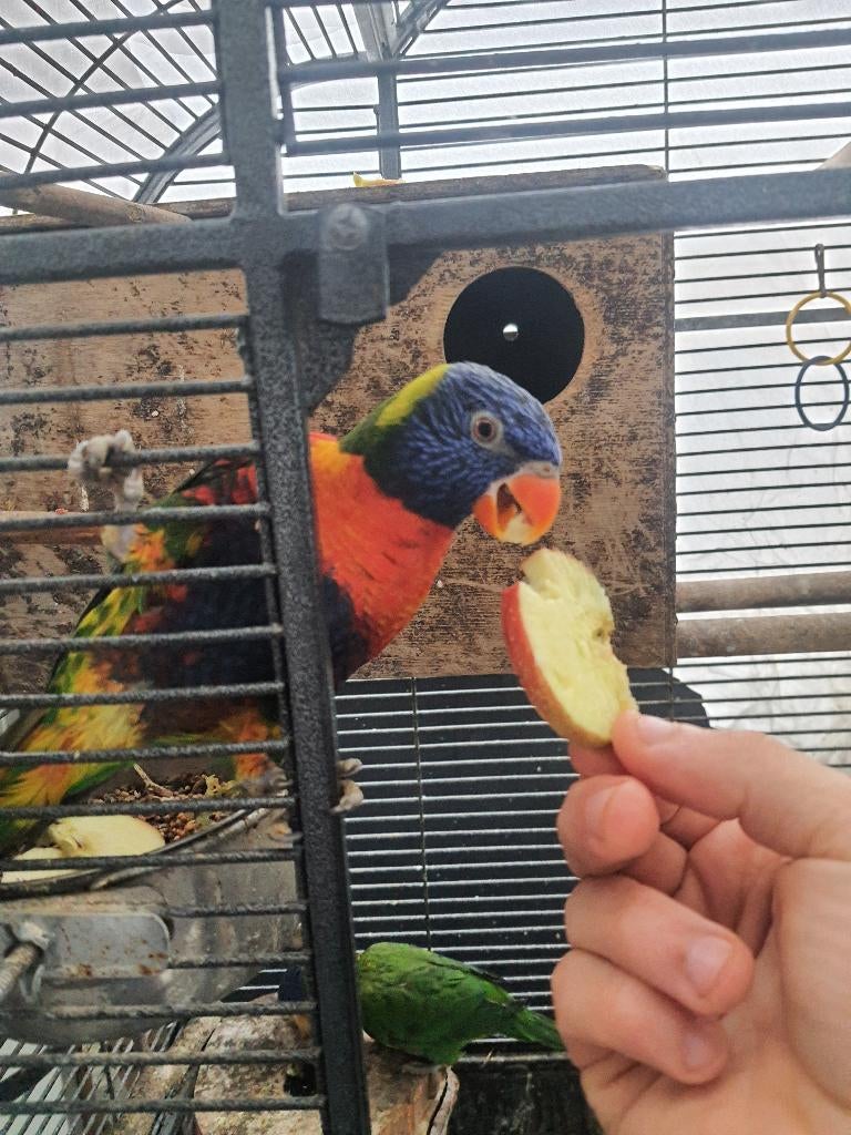 Lori van blauwe bergen, Dieren en Toebehoren, Geringd