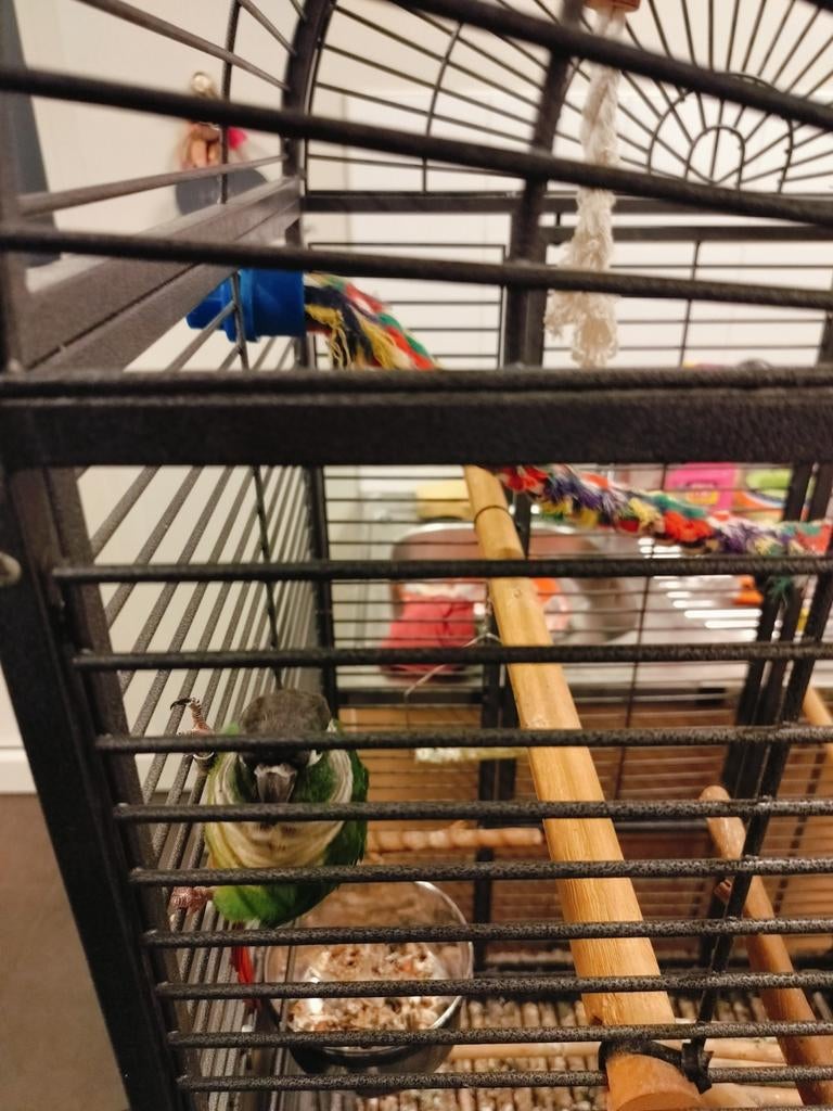 Te koop papegaai met kooi en toebehoren, Dieren en Toebehoren, Papegaai