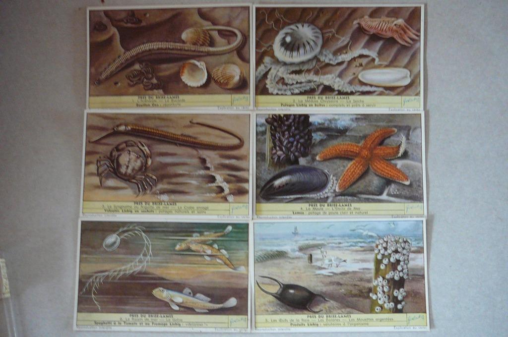 Liebig 6 prentjes près du brise-lames, Verzamelen, Foto's en Prenten, Ophalen of Verzenden, Gebruikt, Natuur, Prent