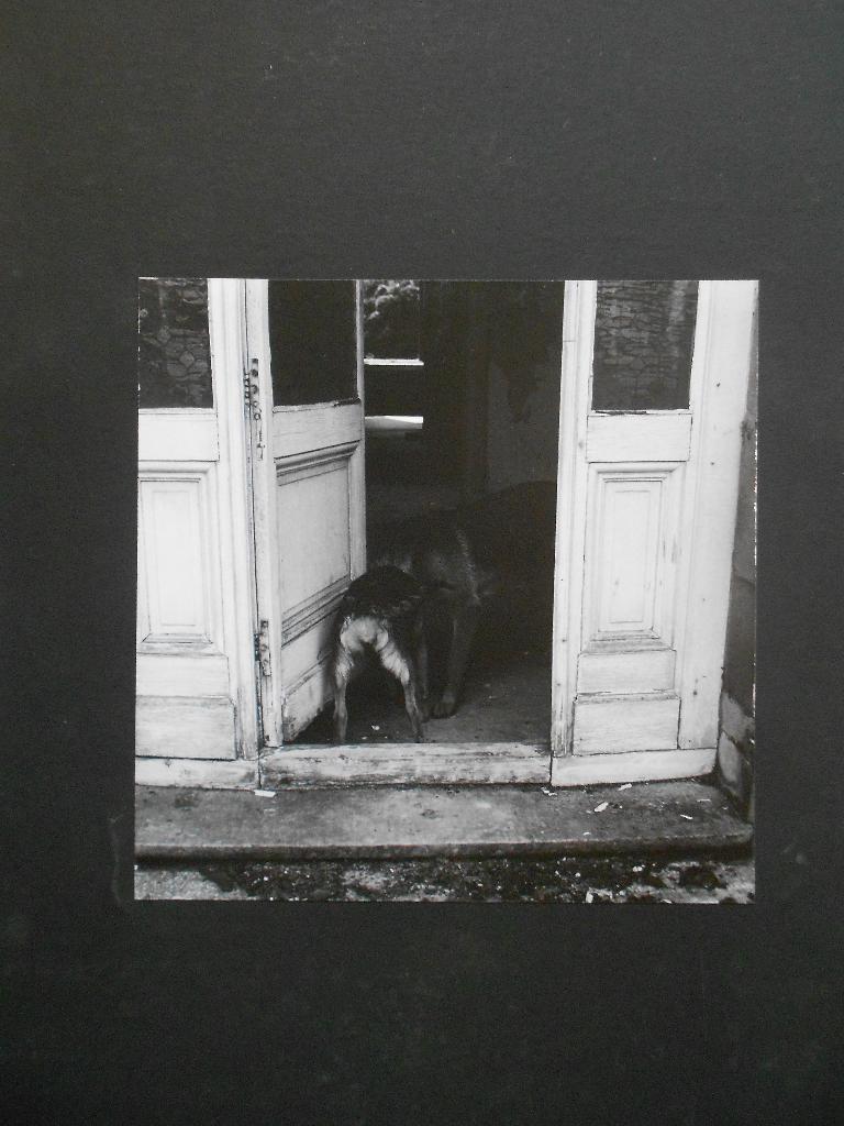 Miserabilistische kunstfoto van hond, ongeveer jaren 1980, Ophalen, Gebruikt, 1980 tot heden, Foto