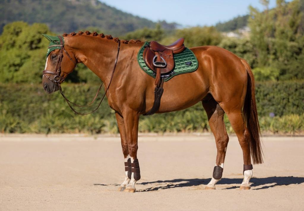 LeMieux Loire Hunter Green Spring CC dekje GRATIS VERZENDING, Ophalen of Verzenden, Nieuw