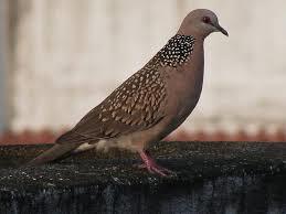GROTE PARELHALSTORTEL TIGRINA de gewone, Dieren en Toebehoren, Vogels | Duiven, Tortelduif, Meerdere dieren
