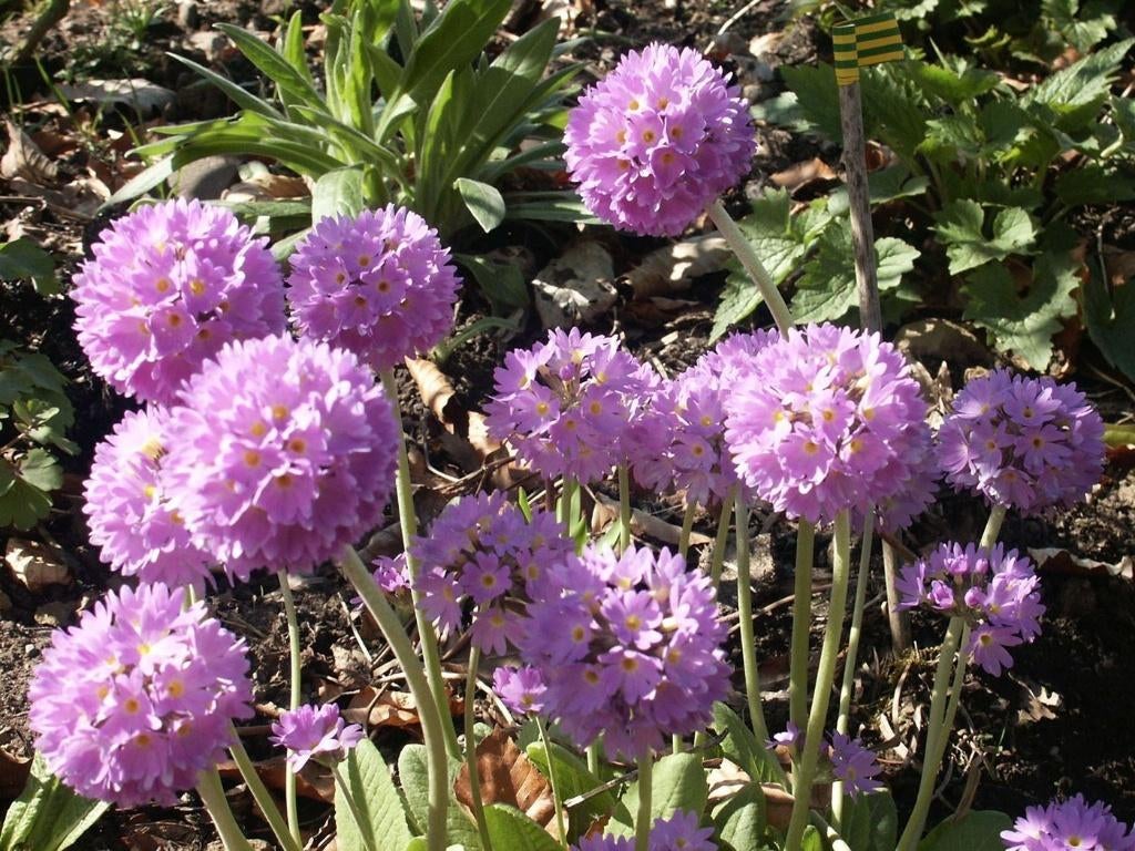Phlox Polimonium  Polystichum, Tuin en Terras, Planten | Tuinplanten, Ophalen of Verzenden
