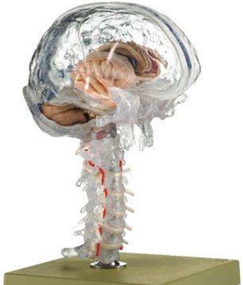 Modèle pièces détachées du cerveau en 15 parties, Comme neuf