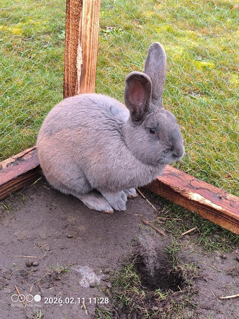 Vlaamse reus blauw ram, Dieren en Toebehoren, Konijnen