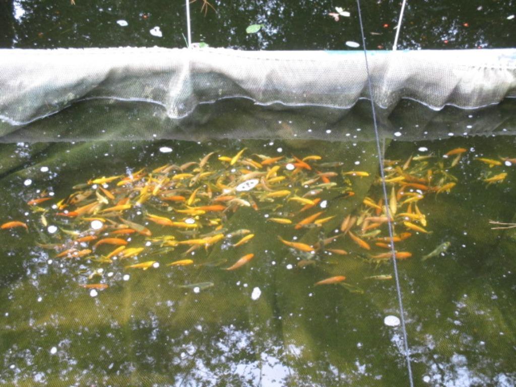 baby koi van 7/10 cm vanaf 2,40 €/stuk., Dieren en Toebehoren, Vissen | Vijvervissen, Karper of Koi
