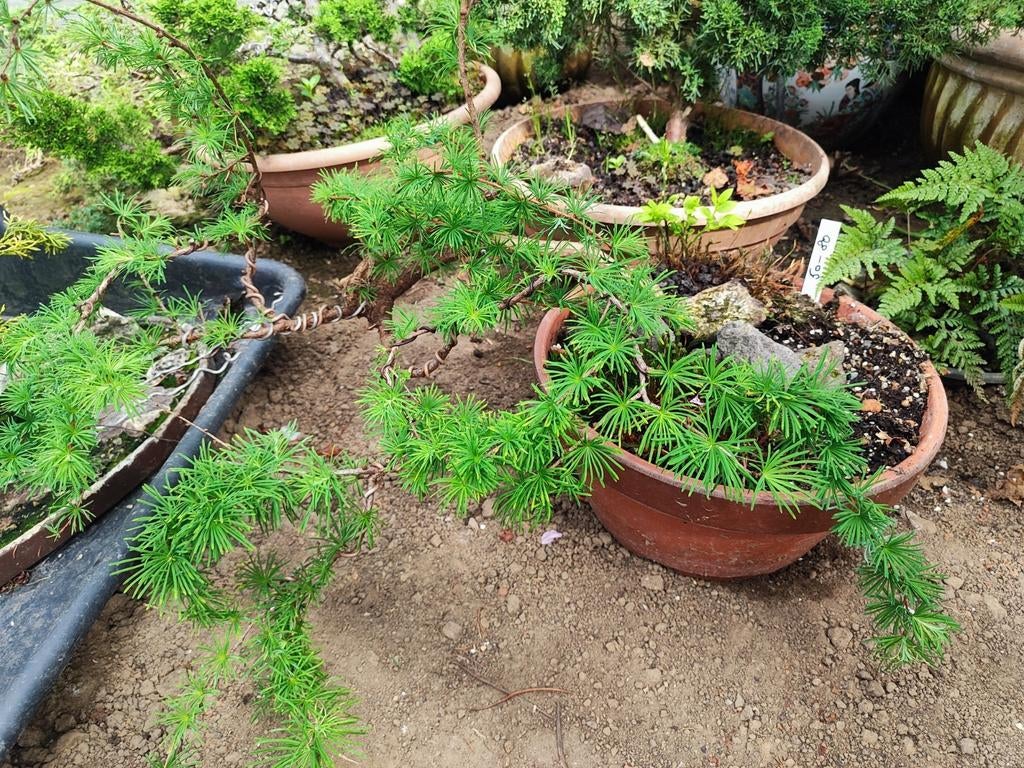 plante de démarrage bonsaï mélèze, Jardin & Terrasse, Enlèvement