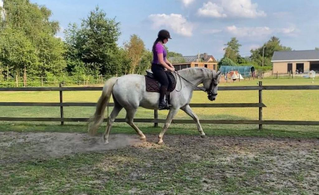Merrie - paard - warmbloed, Dieren en Toebehoren, Paarden, Merrie