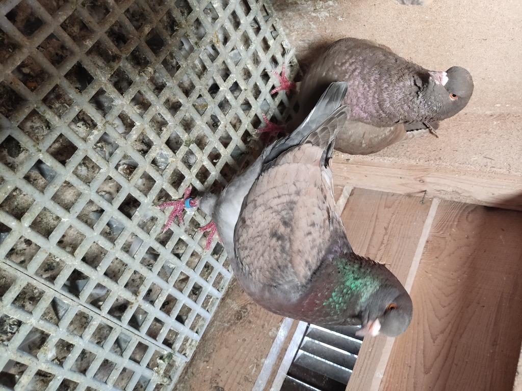 Pigeon, Plusieurs animaux, Autres espèces